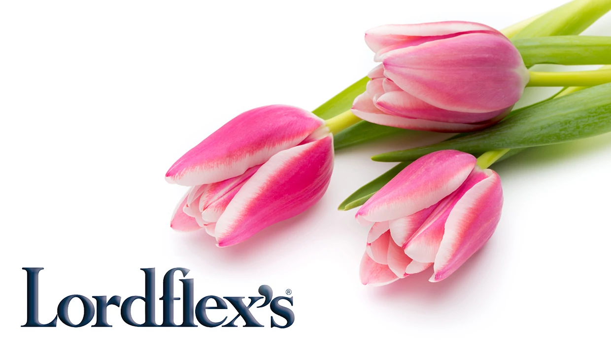 Скидка 8% на итальянские матрасы Lordflex's